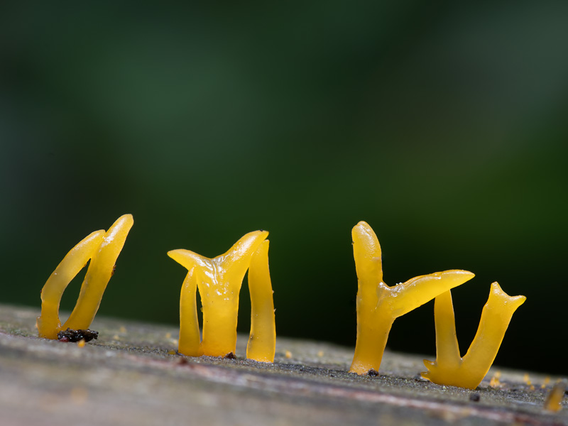 Calocera furcata